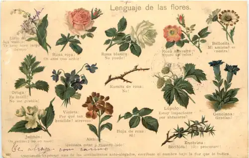 Lenguaje de las flores - Blumensprache -668220