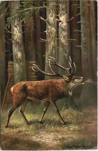 Hirsch - Künstler Ak -668346