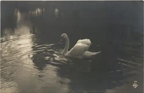 Zittau - Schwan -669318