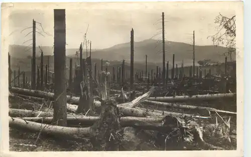 Zwiesel - Durch Orkan zerstörter Wald 1929 -669570