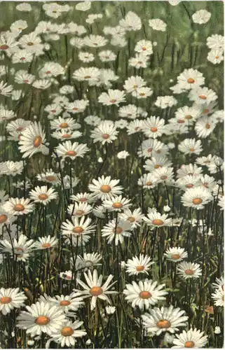 Deggendorf - Margareten Tag 1911 -677164