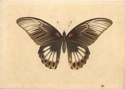 Schmetterling - Indischer Schwalbenschwanz -677716