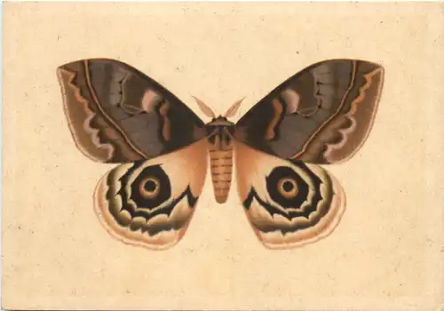 Schmetterling - Amerikanischer Augenspinner -677714
