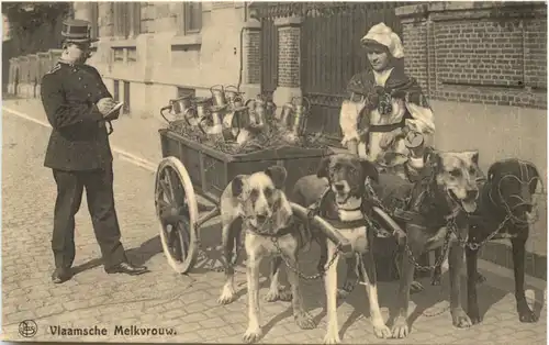 Vlaamsche Melkvrouw - Hundkutsche - Feldpost 46. Reserve Division -677970