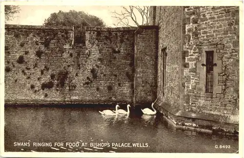Wells - Swans ringing for food at Bishops Palace -678282
