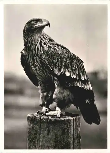 Adler - Markenräder Bastert Werke Bielefeld -678272