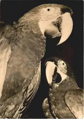 Rostock - Zoo - Grünflügellaras -680150