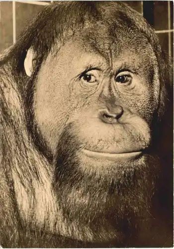 Rostock - Zoo - Orang Utan -680154