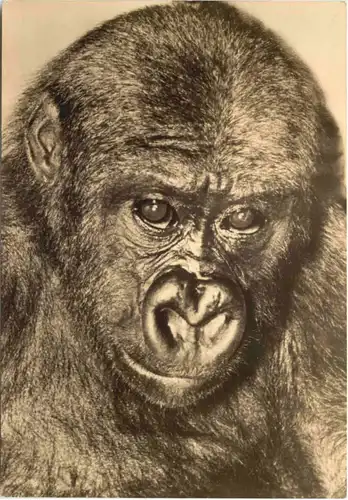 Rostock - Zoo -Gorilla -680156