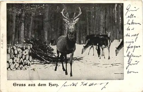 Gruss aus dem Harz - Hirsch - Bahnpost -681324