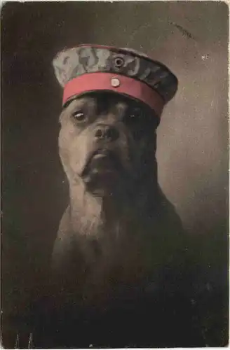 Hunde - Hund als Soldat -664912
