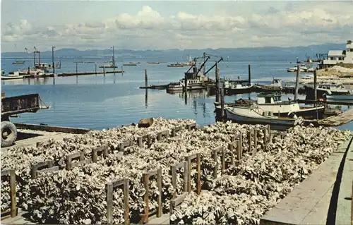 Washington - Moorng basin at Nahcotta -682348