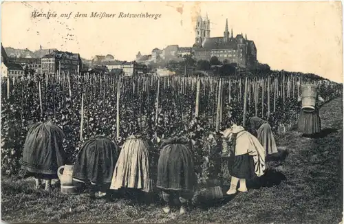 Meissen - Weinlese auf dem MEissner Ratsweinberge -684266