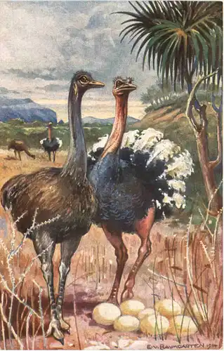 Kolonialkriegerdank - Strausse in Südwestafrika -684356