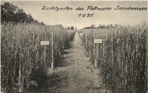 Flettmar - Flettmarer Sandweizen 1931 - Müden Aller -684462