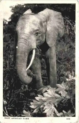 Elephant - East African Game -684970