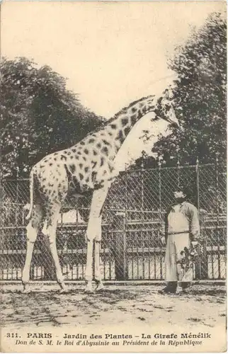 Paris - Jardin des Plantes - La Girafe Menelik -684966