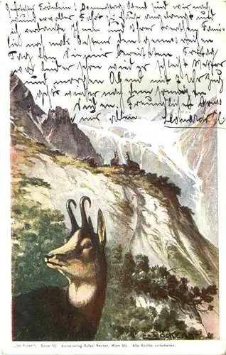 Schweiz - Gemse -685684