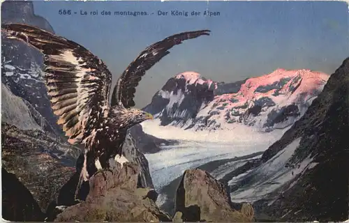 Der König der Alpen - Adler -685662