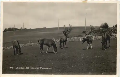 Chevaux des Franches Montagnes -685838