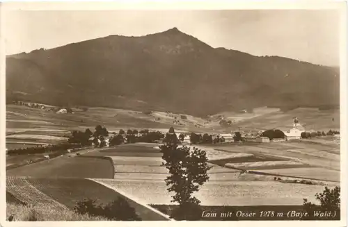 Lam mit Osser -547254