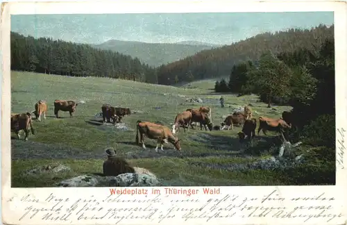 Weideplatz im Thüringer Wald -547266