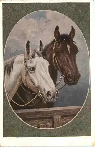 Pferd - Horse -686134