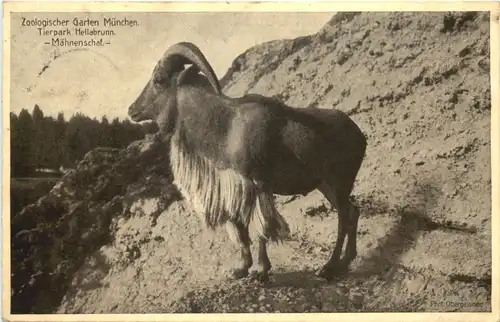 Zoologischer Garten München - Mähnenschaf -686070