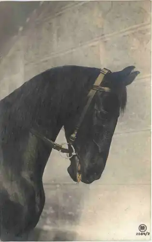Pferd - Horse -686130
