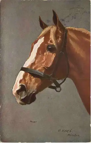 Pferd - Horse -686120