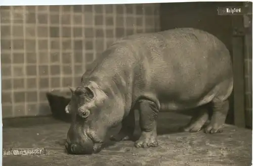 Nilpferd - Hippo -686072