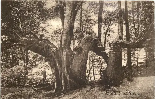 Lübbecke i. W. - Alte Burglinde auf dem Reineberg -686952