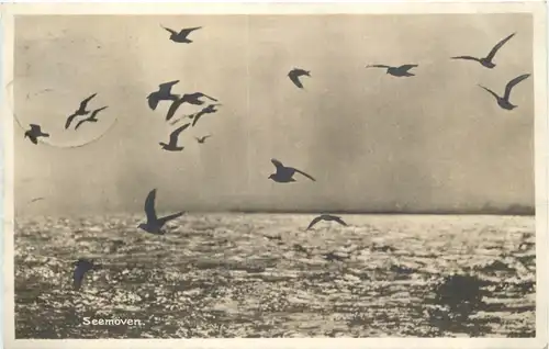 Wangerooge - Seemöwen -686906