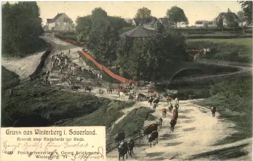 Gruss aus Winterberg im Sauerland - Austrieb einer Rinderherde zur Weide -688078