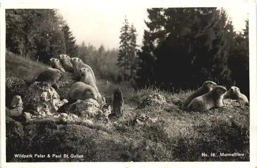 St. Gallen - Wildpark Peter & Paul - Murmeltier -691076