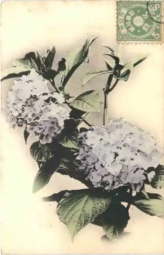 Japan - Flower -692258