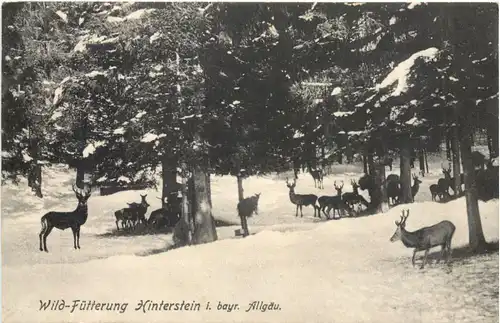 Wild-Fütterung Hinterstein im bayr. Allgäu -695006