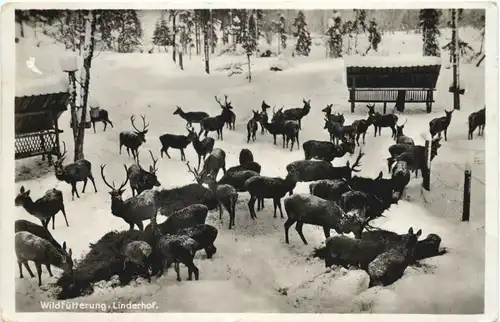 Wildfütterung Linderhof - Ettal -695186