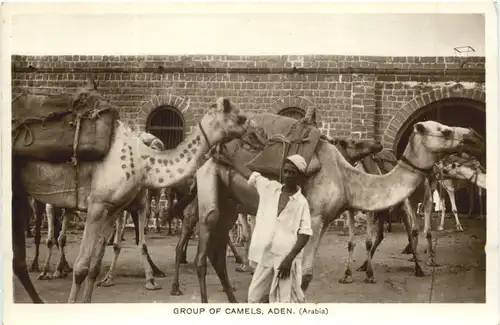 Aden - Group of Camels -697792