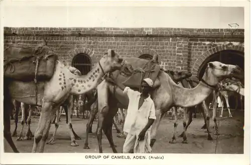 Aden - Group of Camels -697790