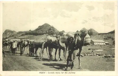 Aden - Camels ready for the Journey -697786