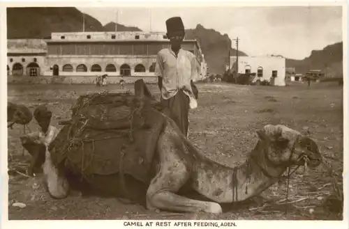 Aden - Camel at Rest after Feeding -697774
