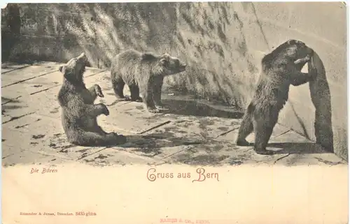 Gruss aus Bern - Die Bären -698342