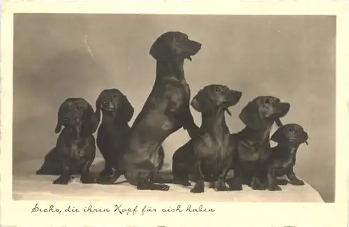 Hunde Dackel -699362