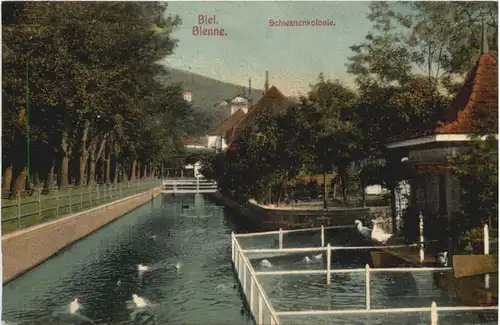 Biel- Schwanenkolonie -701252
