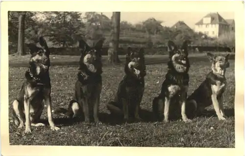 Naumburg über Kassel - Schäferhunde -701352