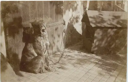 Oberzwehren - Kassel - Hund -701408