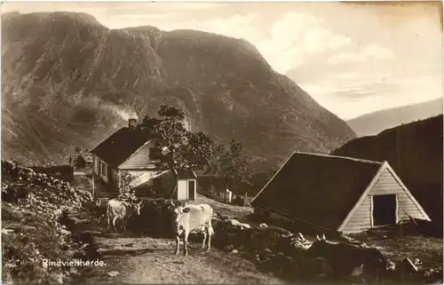 Norge - Eistal bei Bergen - Rindviehherde -701456