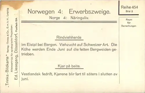 Norge - Eistal bei Bergen - Rindviehherde -701456