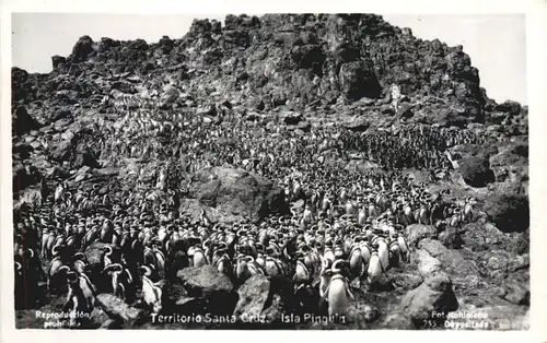 Territorio Santa Cruz - Isla Pinguin - Argentina -701622